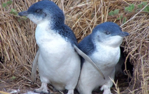 Fairy Penguin High Definition Wallpapers