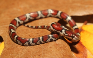 False Coral Snake 4K