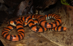 False Coral Snake Background