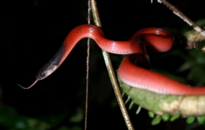 False Coral Snake Computer Backgrounds