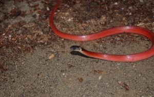 False Coral Snake Computer Wallpaper