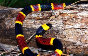 False Coral Snake Desktop