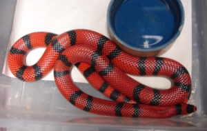 False Coral Snake Desktop Wallpaper