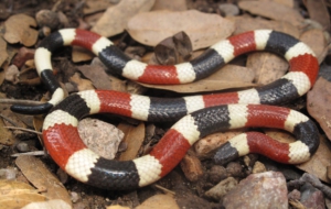 False Coral Snake HD