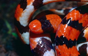 False Coral Snake HD Background
