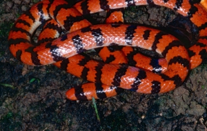 False Coral Snake HD Desktop
