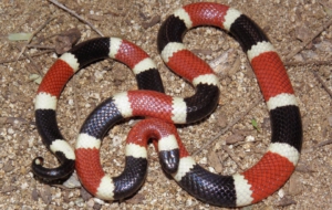 False Coral Snake HD Wallpaper