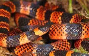 False Coral Snake High Definition