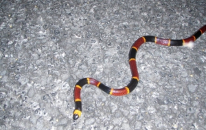 False Coral Snake High Definition Wallpapers