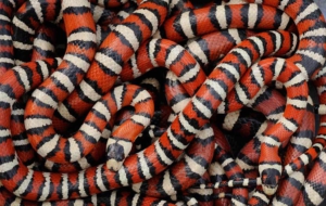 False Coral Snake For Desktop