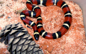 False Coral Snake Full HD