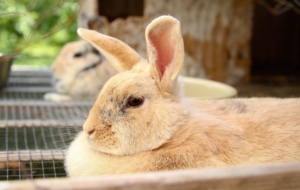 Farm Animals Background