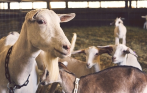 Farm Animals Computer Backgrounds