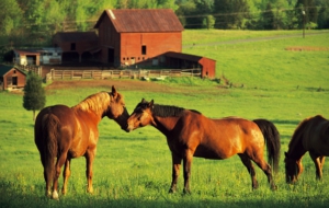 Farm Animals Desktop Images