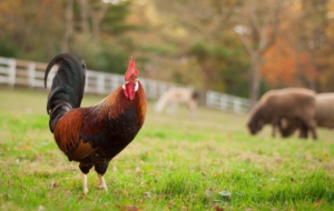 Farm Animals Desktop Wallpaper