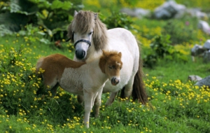 Farm Animals Download Free Backgrounds HD