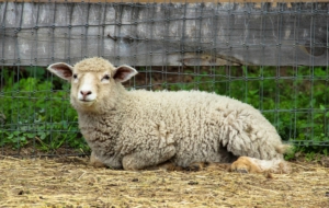 Farm Animals Free HD Wallpapers