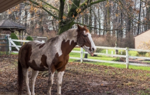 Farm Animals HD Desktop