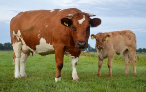 Farm Animals High Definition