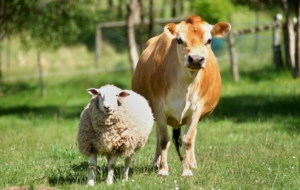 Farm Animals High Definition Wallpapers