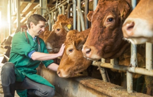 Farm Animals For Desktop