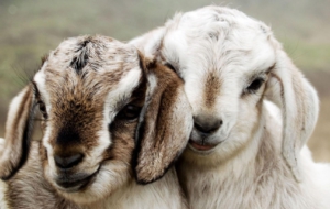 Farm Animals For Desktop Background