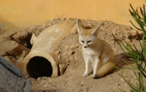 Fennec Fox 4K