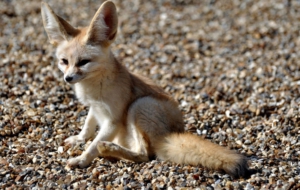 Fennec Fox Background