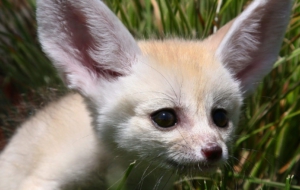 Fennec Fox Computer Wallpaper