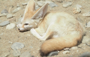 Fennec Fox Desktop Wallpaper