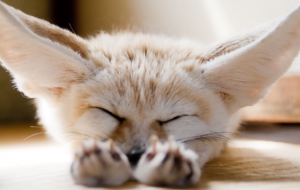Fennec Fox HD