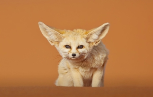 Fennec Fox HD Background