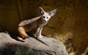 Fennec Fox HD Desktop