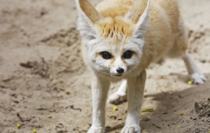 Fennec Fox HD Wallpaper
