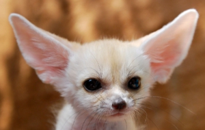Fennec Fox High Definition Wallpapers