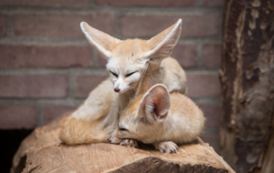 Fennec Fox For Desktop