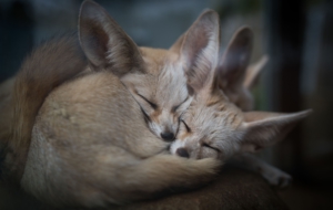 Fennec Fox For Desktop Background