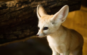 Fennec Fox Full HD