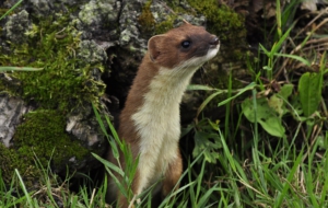 Ferret Computer Backgrounds