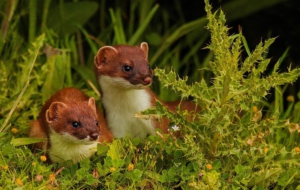 Ferret Computer Wallpaper