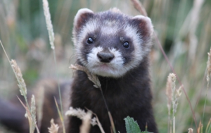 Ferret High Definition