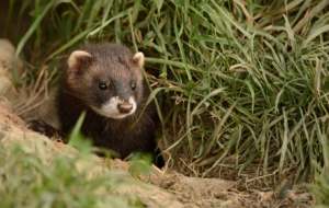 Ferret High Definition Wallpapers