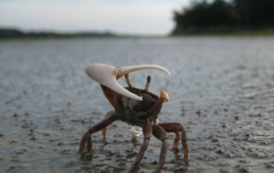 Fiddler Crab 4K