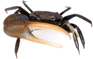 Fiddler Crab Background