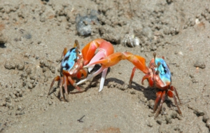 Fiddler Crab Computer Backgrounds