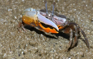 Fiddler Crab Computer Wallpaper