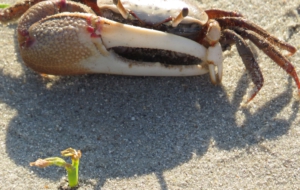 Fiddler Crab Desktop