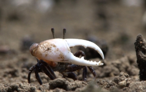 Fiddler Crab Desktop Images