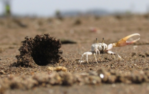 Fiddler Crab Desktop Wallpaper