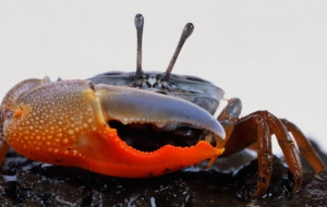 Fiddler Crab HD
